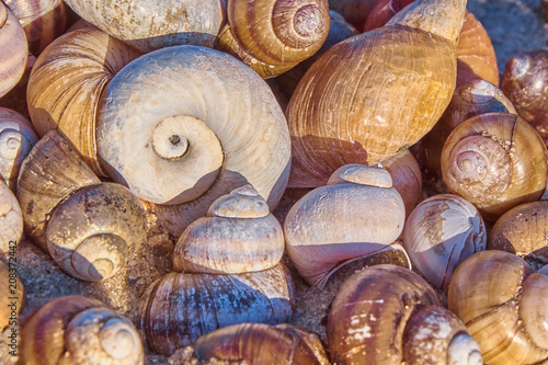 Shells heap. Seashells pile. Bright summer background