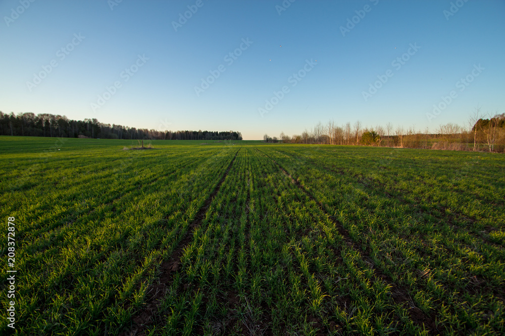 sown agricultural field on a summer evening sown agricultural field on a summer evening