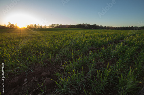sown agricultural field on a summer evening