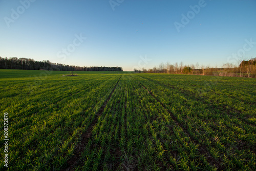 sown agricultural field on a summer evening
