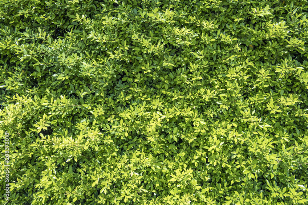 Green leaf wall background. Green leaf wall background.