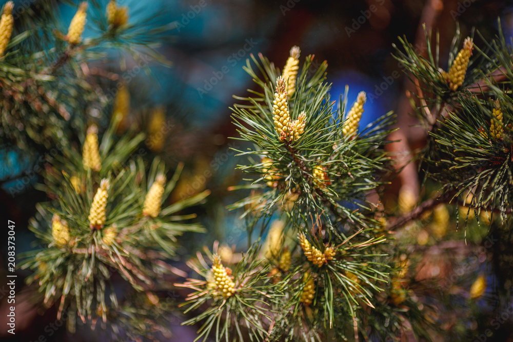 Young pine cones on tree branch, nature background