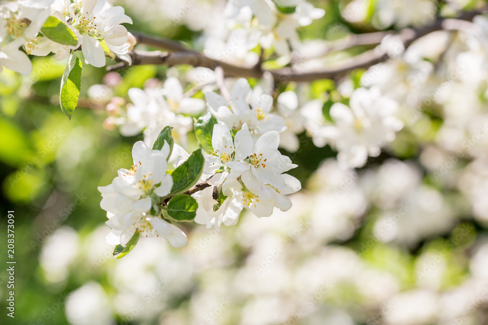 Branch of spring apple tree with white flowers, blooming background