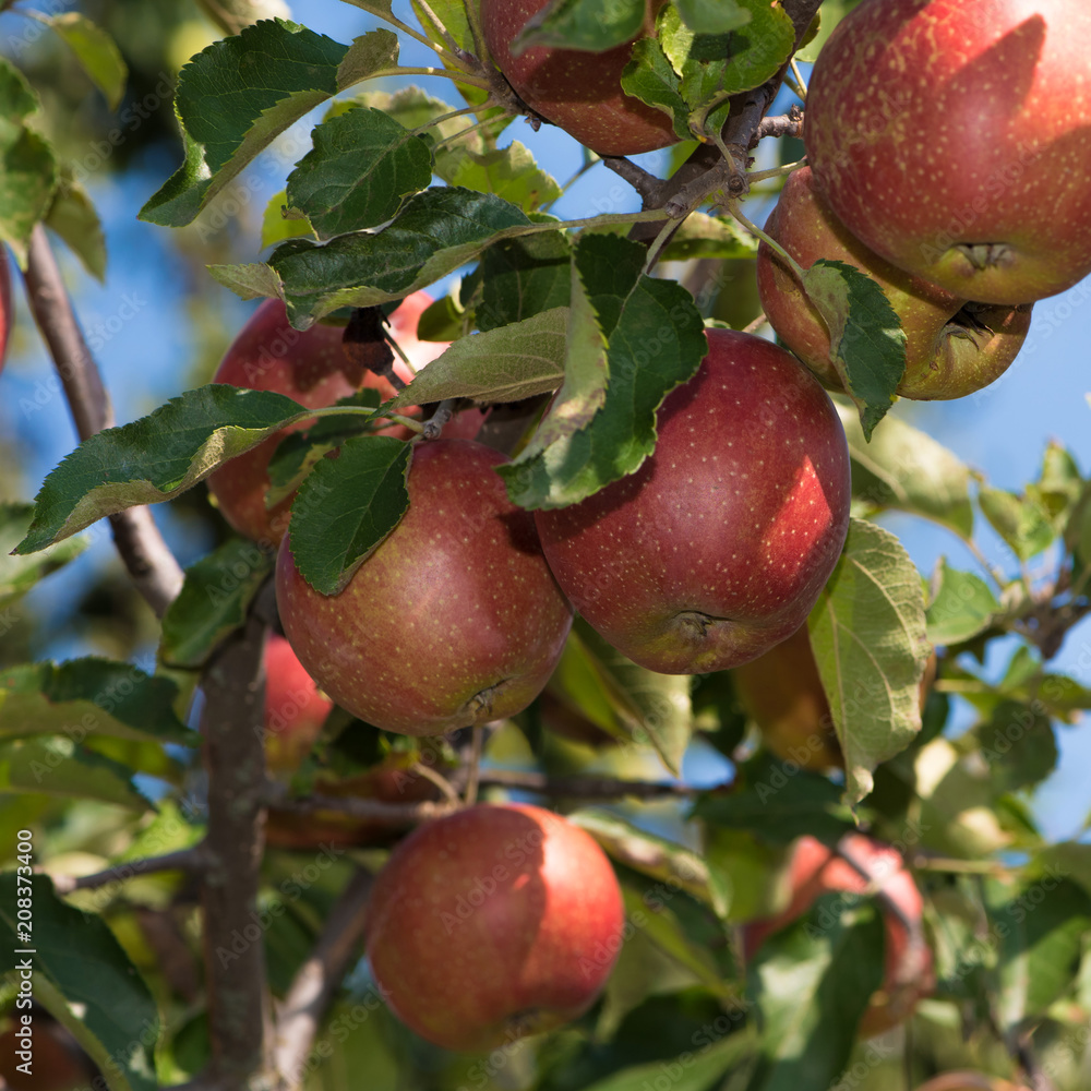 Apples on a branch in the garden, sunny day Apples on a branch in the garden, sunny day