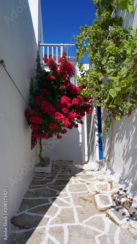 Photo of beautiful bougainvillea flower with awsome colors in picturesque Greek island with deep blue waves             