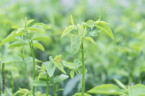 Blurred for background.Closeup green leaf in garden under sunlight at summer.Natural green leaf landscape using as a background.