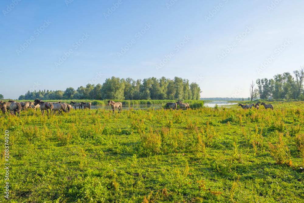 Feral horses in a field along a lake in the light of sunrise in spring