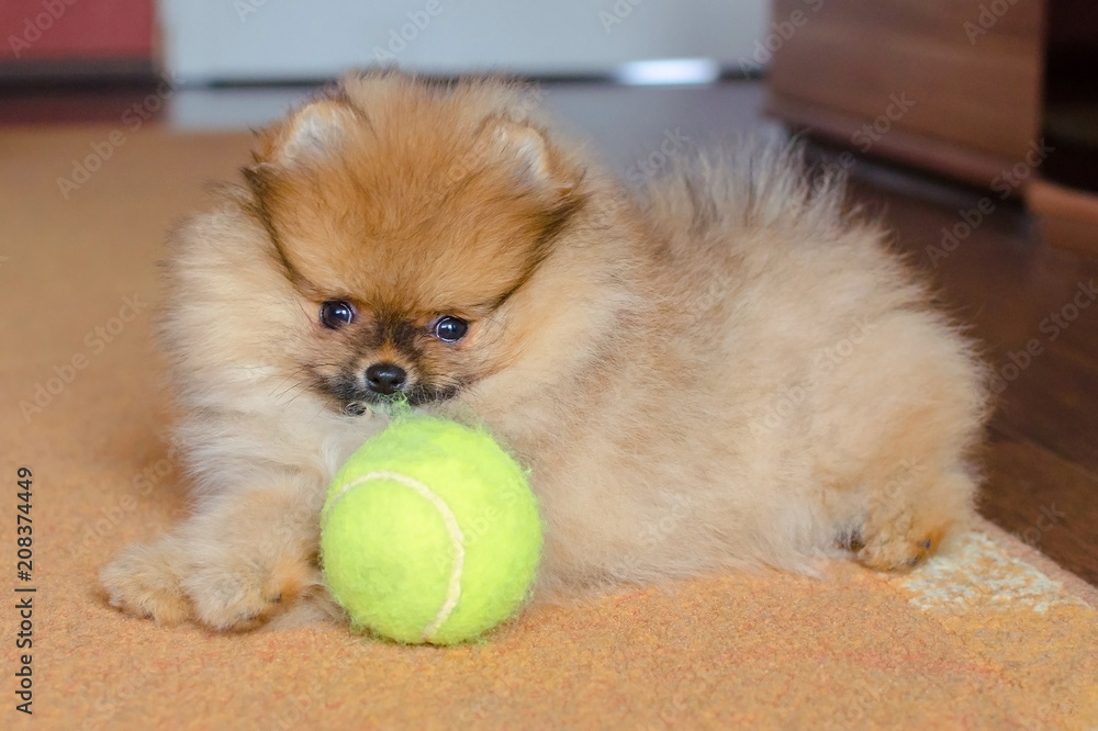 cute pomeranian puppy, small dog with a ball at home Stock Photo | Adobe  Stock