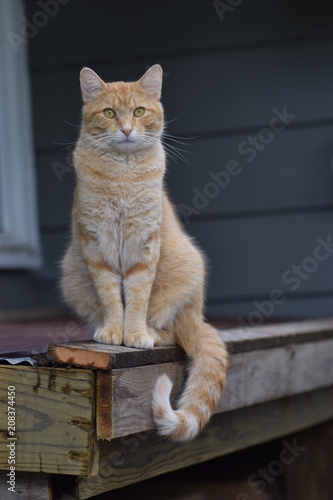 Yellow Cat On Shed