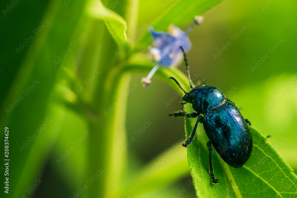 Beetle Beetle