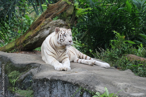 Fototapeta Naklejka Na Ścianę i Meble -  Тигр альбинос в зоопарке Сингапура