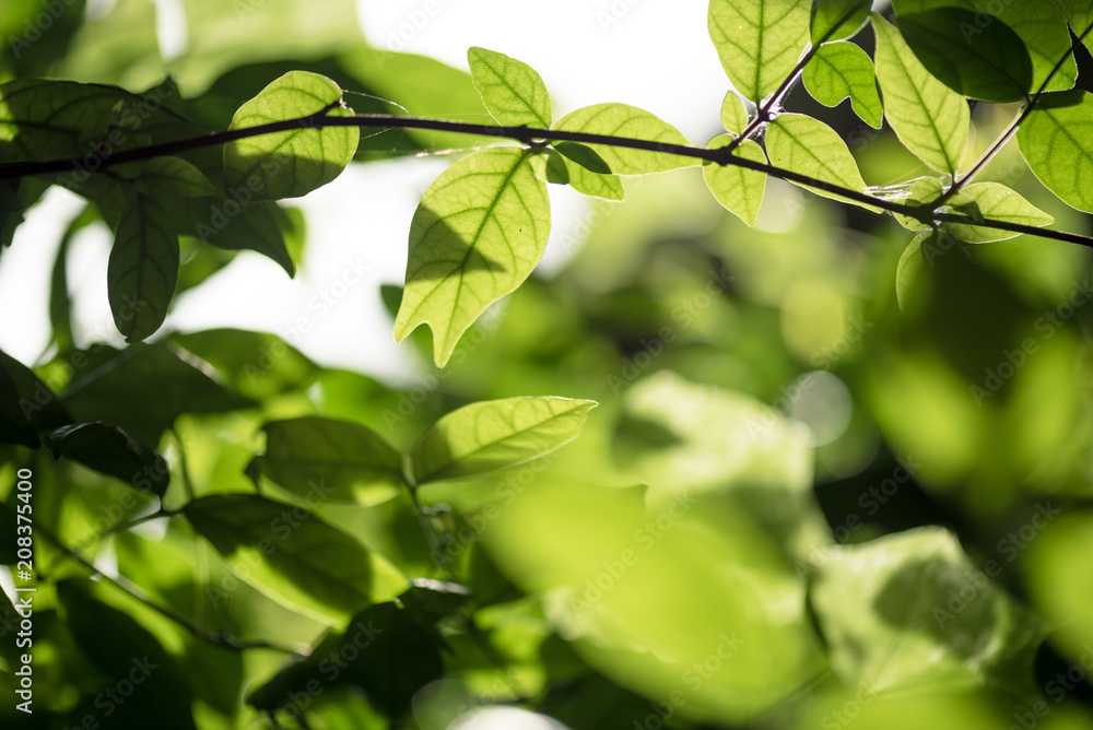abstract, Green leaf bokeh nature dark green background.