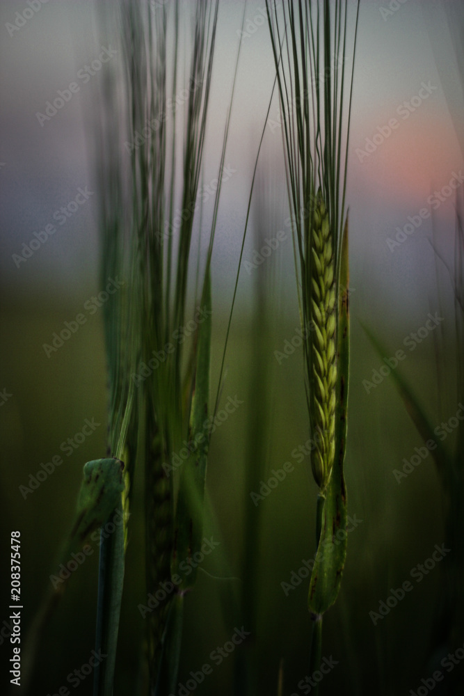 Fototapeta premium Wheat