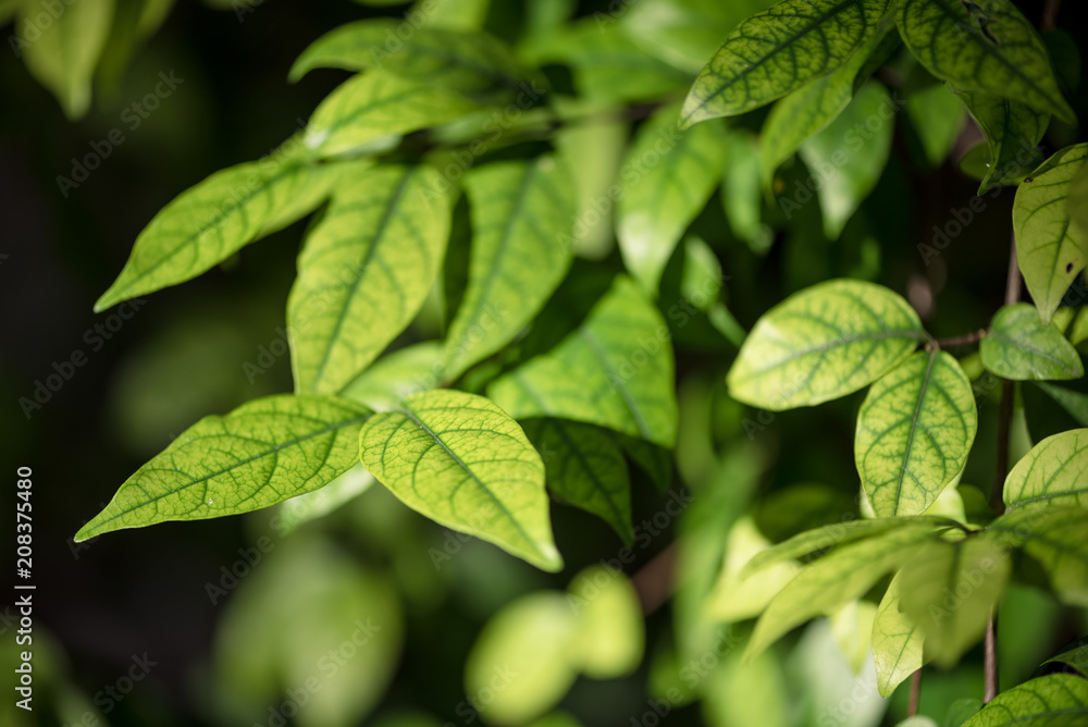 abstract, Green leaf bokeh nature dark green background. abstract, Green leaf bokeh nature dark green background.