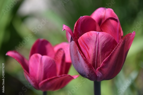 Two Pink Tulips