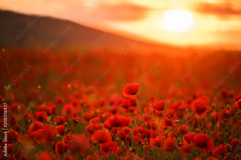 Naklejka premium Niezwykle piękne kwitnące maki. Czerwone pole kwiatów o zachodzie słońca.