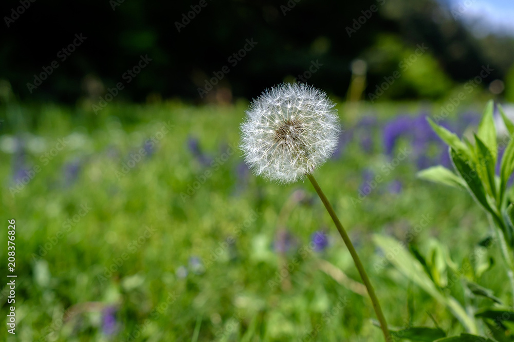 White dandelion close-up