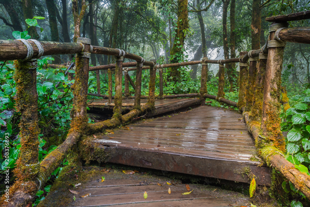 Walking Path in Rain Forest at Doi Inthanon nationalpark, Chiang Mai, Thailand Walking Path in Rain Forest at Doi Inthanon nationalpark, Chiang Mai, Thailand