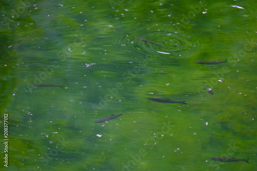 Floating fish in a green lake 1