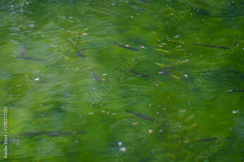 Floating fish in a green lake 2