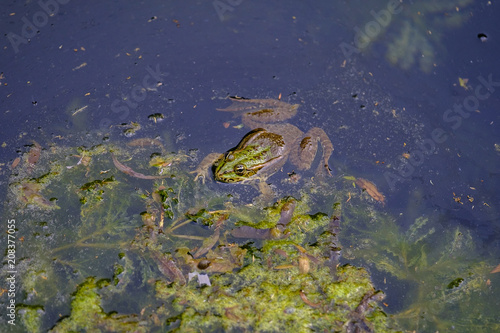 Portrait of a frog in the lake 2