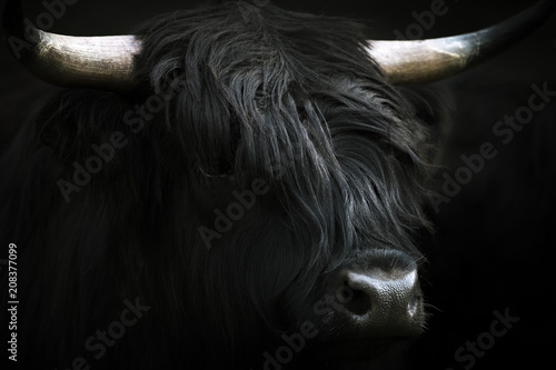 Minimalist Black Scottish Highland Cattle Portrait  photo