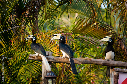 Hornbill feeding on Pangkor island