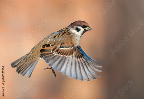 Tree sparrow in high speed flight with stretched wings photo