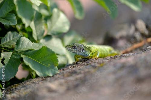 Portrait of a green lizard in the rocks 5