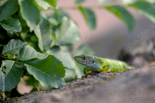 Portrait of a green lizard in the rocks 9