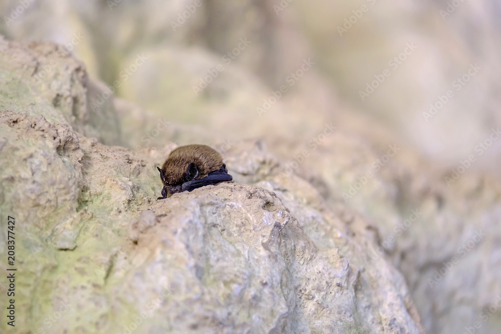Sleeping bat in a cave