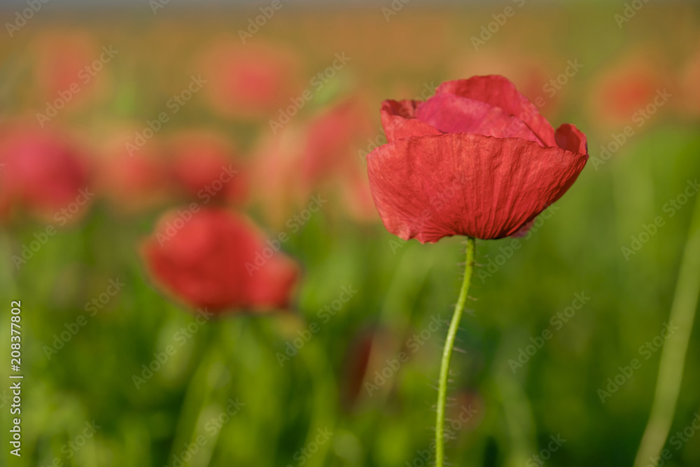 Blossoming poppy close-up surrounded by other poppies 3 Blossoming poppy close-up surrounded by other poppies 3
