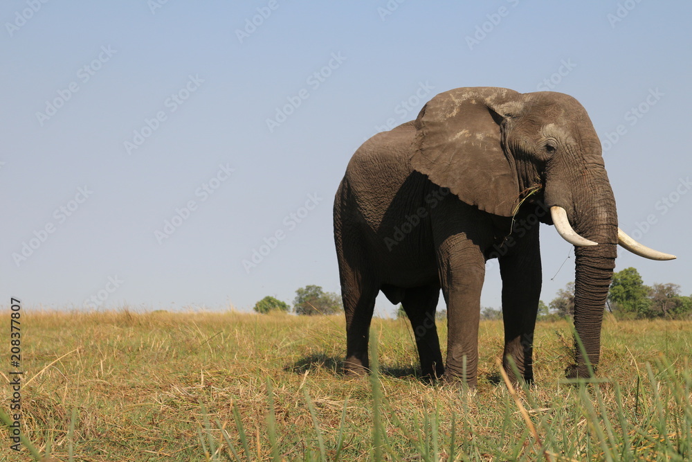 Elephant Timeless Elephant Timeless