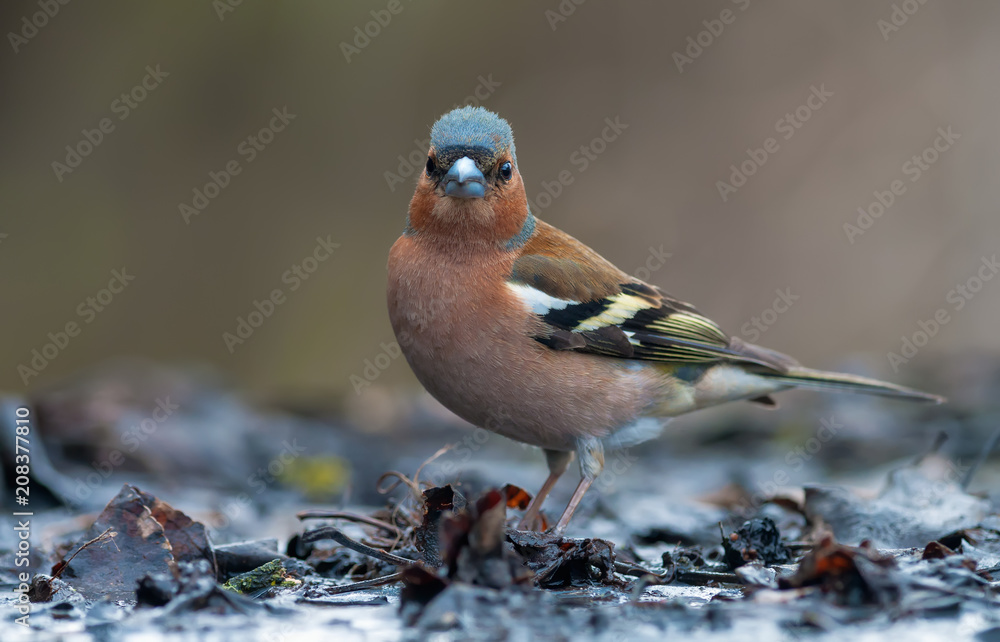 Male Common Chaffinch standing in water on the edge of pond Male Common Chaffinch standing in water on the edge of pond