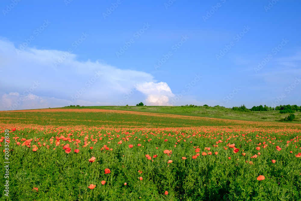 The endless poppy fields with the blue sky background 1