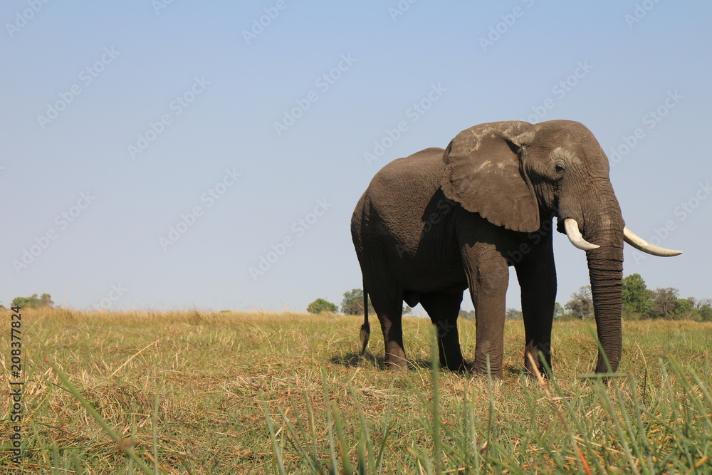 Elephant Majestic Animal