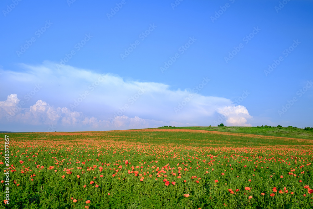 The endless poppy fields with the blue sky background 3