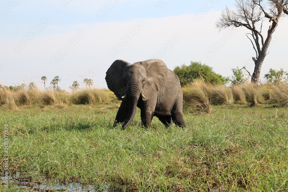 Elephant Pose