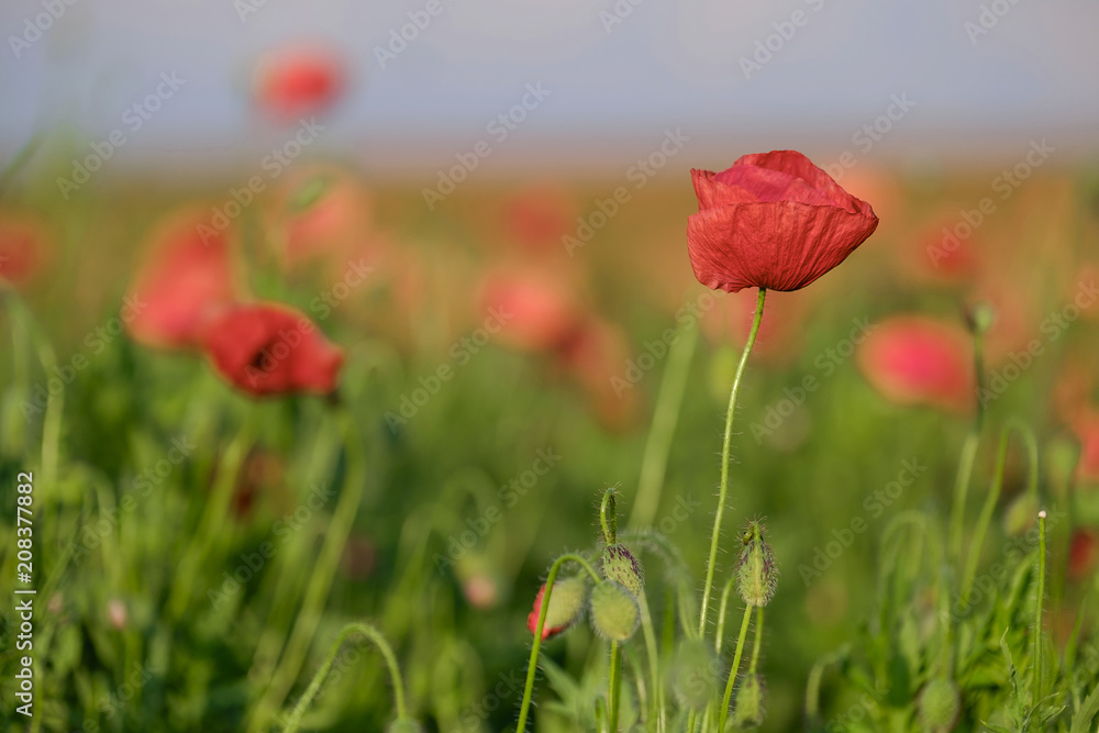 Amazing beautiful poppies blooming in the field 2