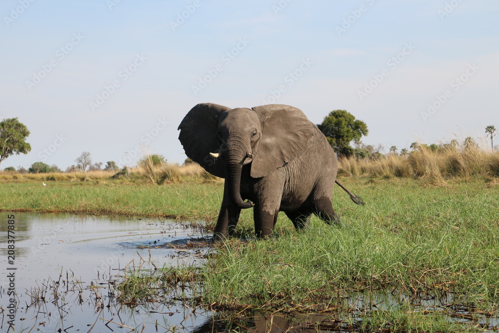 Fototapeta premium Elephant Stand Off