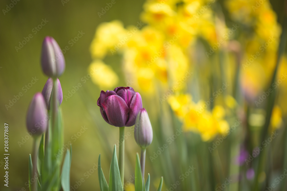 Rich purple tulip outdoors with daffodil background