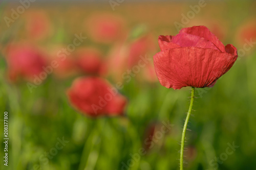 Blossoming poppy close-up surrounded by other poppies 4