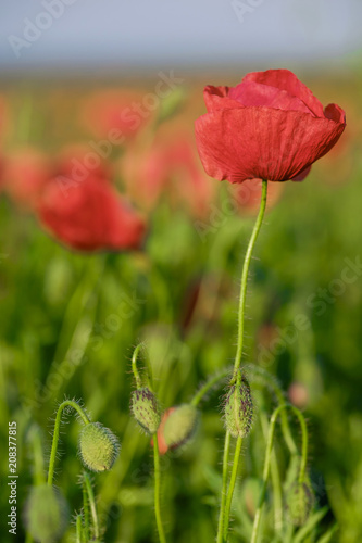 Blossoming poppy close-up surrounded by other poppies 5