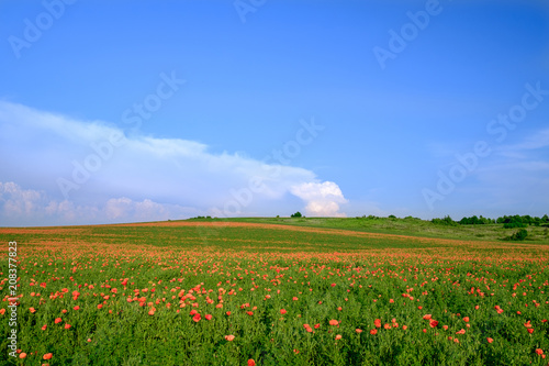 The endless poppy fields with the blue sky background 2