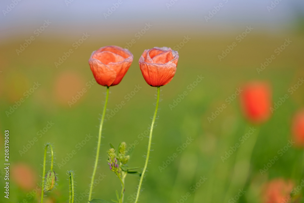 Obraz premium Two poppies growing on a poppy field with a green blurry background 1