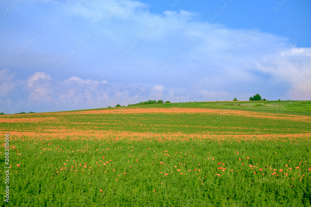 The endless poppy field in the background of a cloudy sky