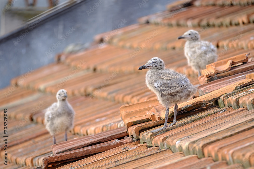 Naklejka premium Small chicks of an urban gull on a tiled roof 4