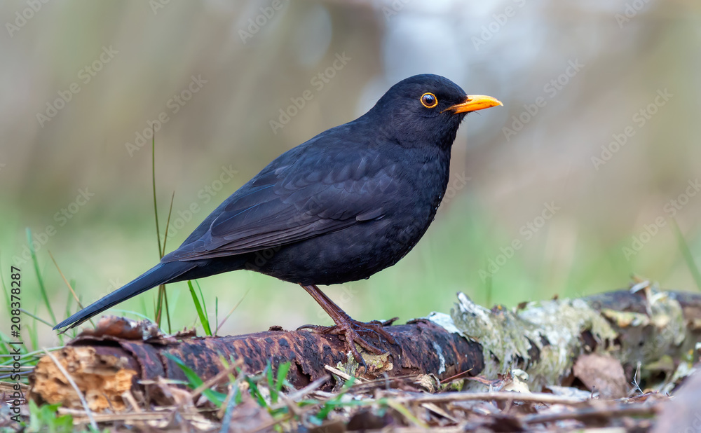 Common blackbird posing on old branch at the forest floor Common blackbird posing on old branch at the forest floor