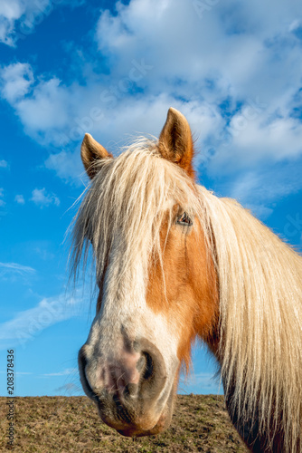 Portrait of a brown horse with blond mane © Ruud Morijn