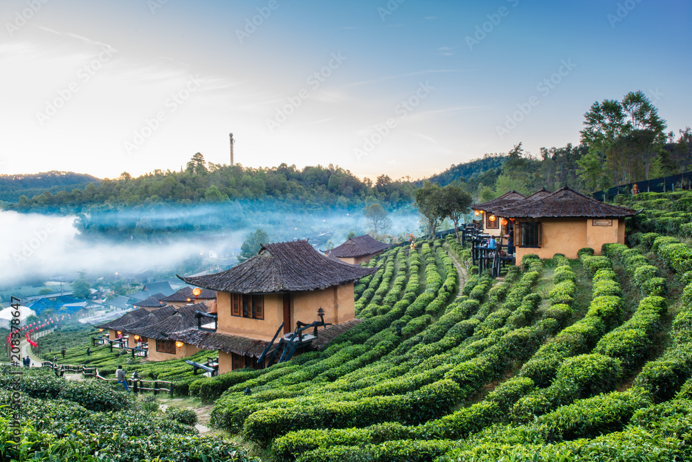 Tea Plantation and hut in Ban Rak Thai. Mae Hong Son, Thailand. Stock ...